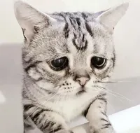 Sad cat